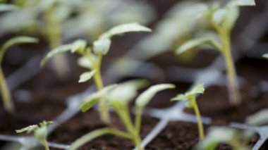 Büyüyen domates fidesi