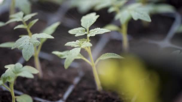 Вирощування розсади томатів — стокове відео