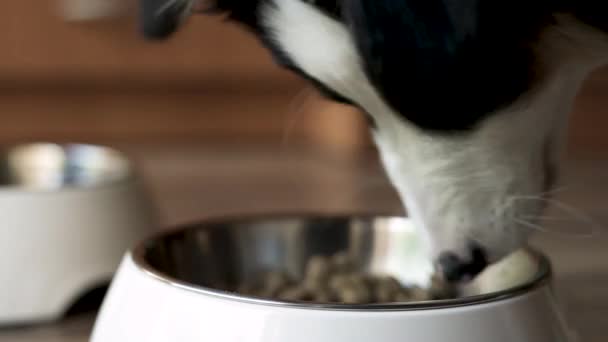 Filhote de cachorro pastor australiano comer alimentos — Vídeo de Stock