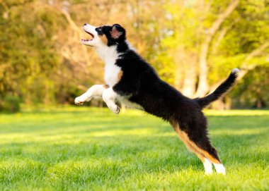 Avustralyalı çoban köpek