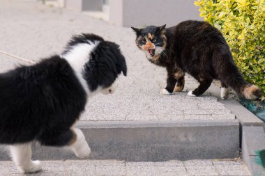 köpek ve kedi