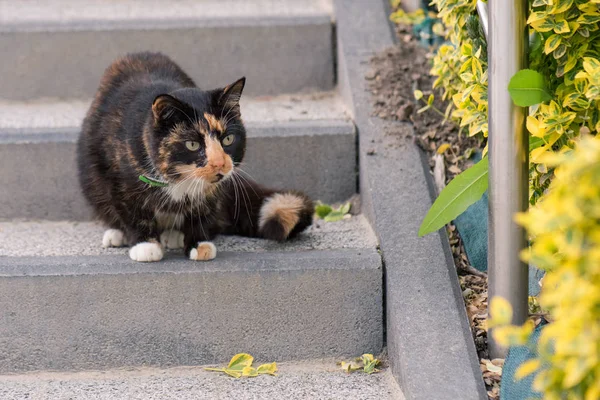 Yetişkin kedi açık havada — Stok fotoğraf