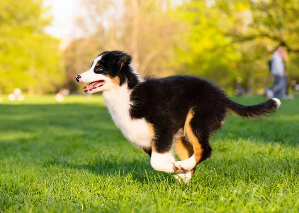 Australian shepherd puppy — Stock Photo, Image