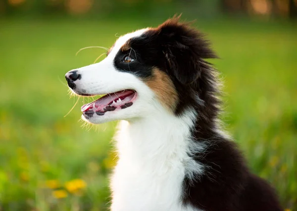 Owczarek australijski puppy — Zdjęcie stockowe