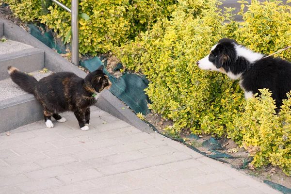 Cão e gato — Fotografia de Stock