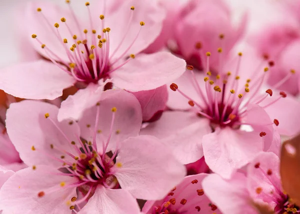 Fleurs de fleurs de cerisier — Photo