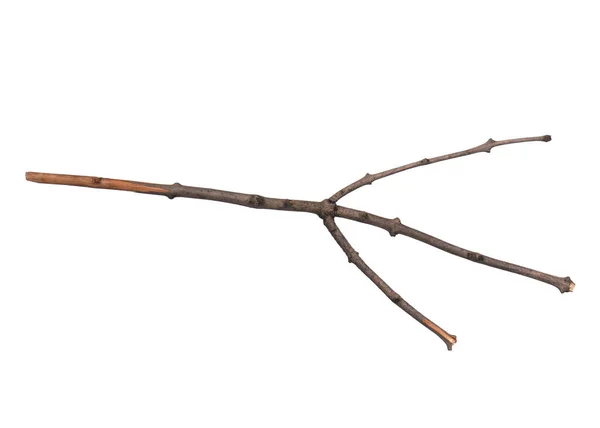 Suchá větev stromu na bílém — Stock fotografie
