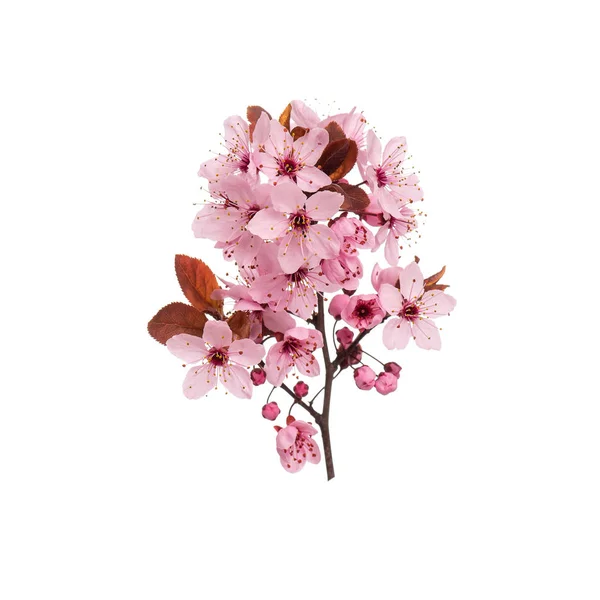 Ramo de árvore de primavera com flores em branco — Fotografia de Stock