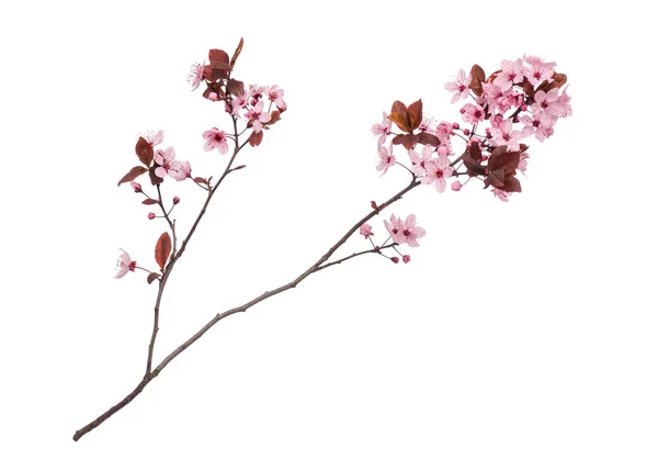 Ramo de árvore de primavera com flores em branco — Fotografia de Stock