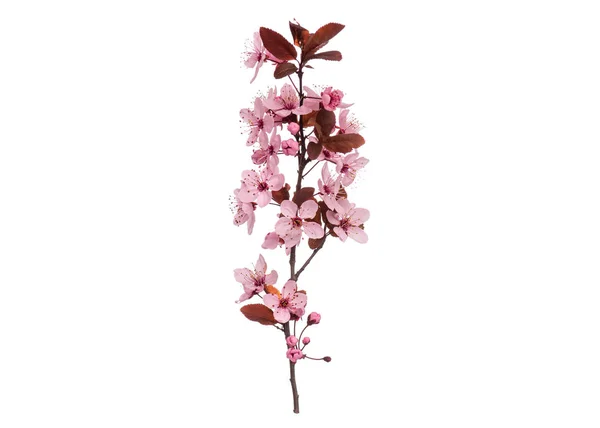 Jarní větev s květy na bílém — Stock fotografie