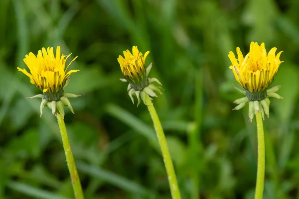 Fiori di tarassaco sul campo — Foto Stock