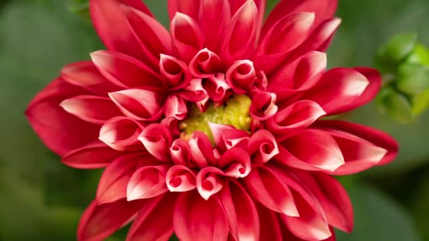盛开的红花的时间流逝 美丽的达丽雅开门了花在绿叶背景上生长的时间 顶部视图 — 图库视频影像