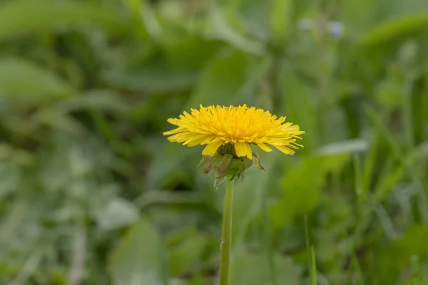 Dente di leone fiore a campo — Foto Stock