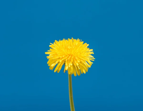 Gyermekláncfű virág a stúdióban — Stock Fotó