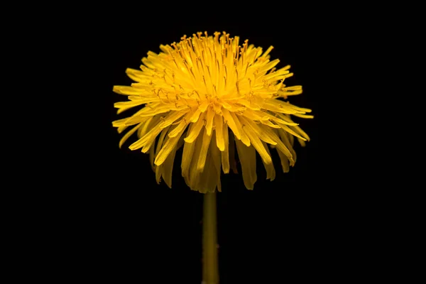 Gyermekláncfű virág a stúdióban — Stock Fotó