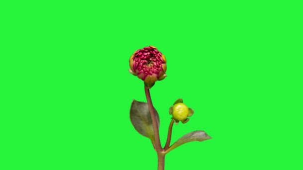 4K時間赤花を咲かせます 美しいダリアを開く 緑色の葉を持つ大きな花を成長させる時期クロマキー緑色の画面の背景 — ストック動画