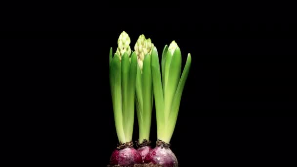 Time Lapse Growing Opening Pink Hyacinth Flower Isolado Sobre Fundo — Vídeo de Stock