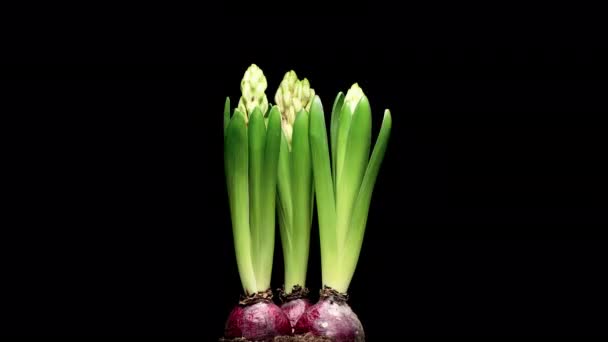 4K時間黒の背景に隔離されたピンクのヒヤシンスの花を成長させ 開くことの失効 開花芽の時間経過 — ストック動画