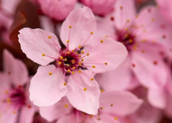 Fleur Cerisier Avec Foyer Doux Belles Fleurs Printemps Roses Printemps — Photo