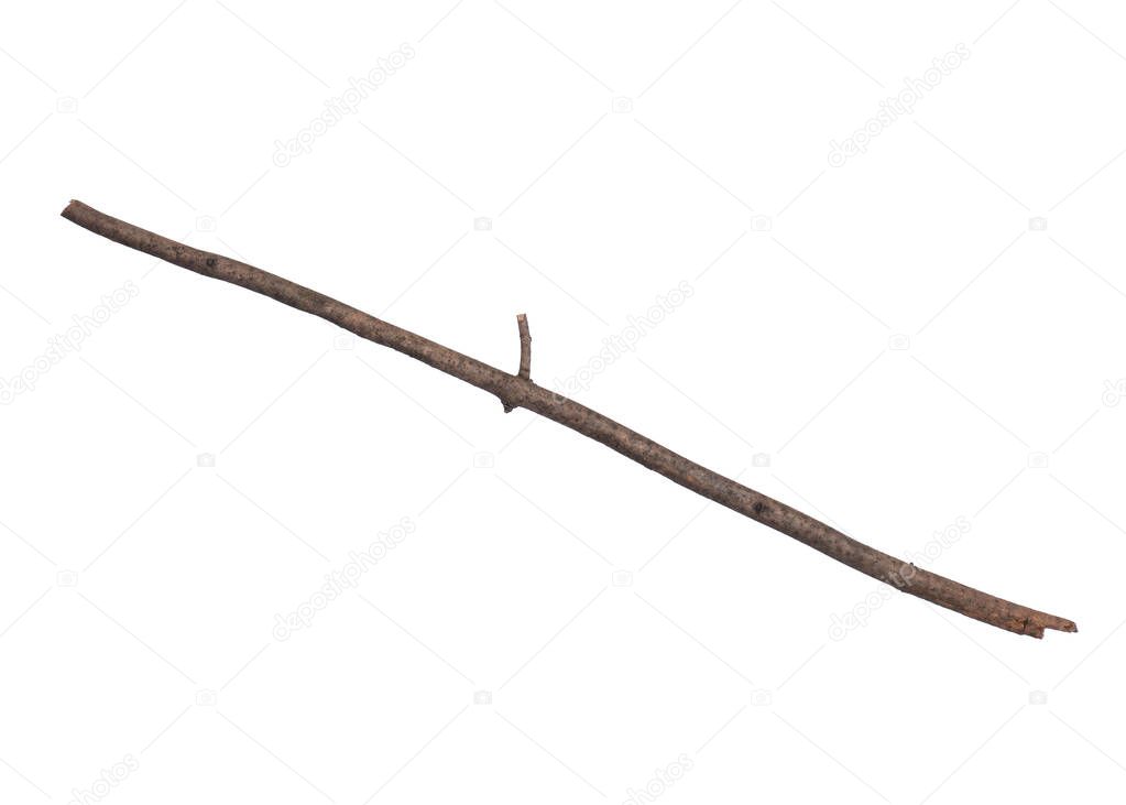 Single dry tree branch, isolated on white background. Stick tree branch from nature for design.