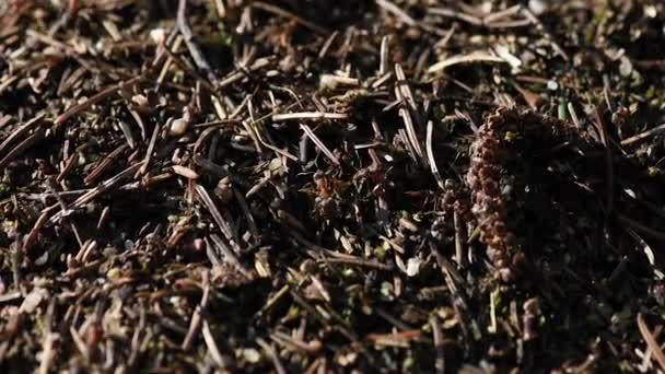 Fourmis Ouvrières Dans Fourmilière Gros Plan Sur Forêt Fourmilières Colonie — Video