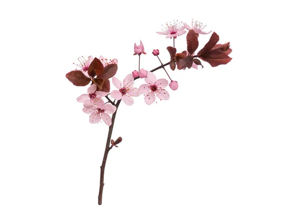 Цветущая Ветвь Розовыми Цветами Вишни Вышивать Ветки Деревьев Природы Дизайна — стоковое фото