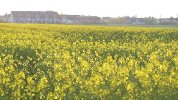 Pole Rzepakowe Żółte Kwiaty Rzepaku Polu Latem Lub Wiosną Kwitnąca — Wideo stockowe