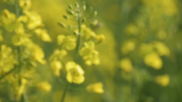 Pszczoła Zajęta Polu Rzepaku Żółte Kwiaty Rzepaku Polu Latem Lub — Wideo stockowe