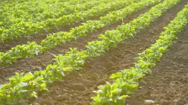 Genç soya fasulyesi bitkilerinin yeşil alanı. Bahar karaya geliyor. Toprakta yetişen genç yeşil buğday. Gün batımında tarlada soya yeşil filizleri. Çayırda yetişen soya fidanı.