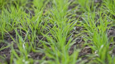Genç buğdayın yeşil tarlası. Bahar karaya geliyor. Toprakta yetişen genç yeşil buğday. Tarlada yeşil buğday filizi. Çayırda yetişen buğday fidesi.