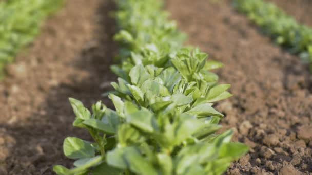 Green Field Young Soya Bean Plants Spring Coming Land Young — Stock Video