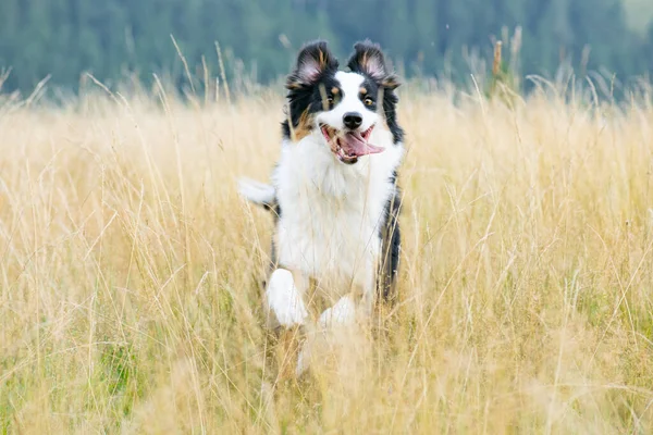Owczarek Australijski Jesiennej Łące Szczęśliwego Uroczego Australijskiego Psa Spacerującego Trawie — Zdjęcie stockowe