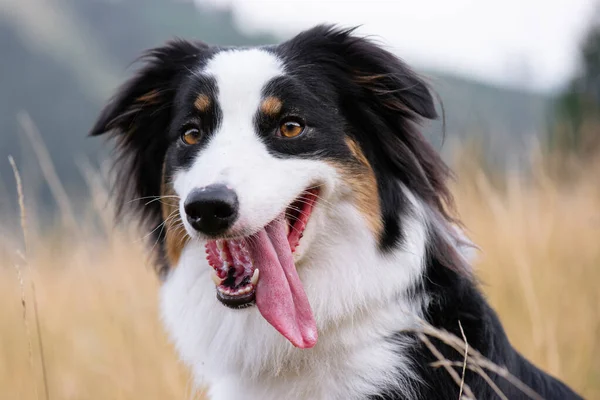 Portrait Des Australian Shepherd Dog Auf Der Herbstwiese Glücklicher Entzückender — Stockfoto