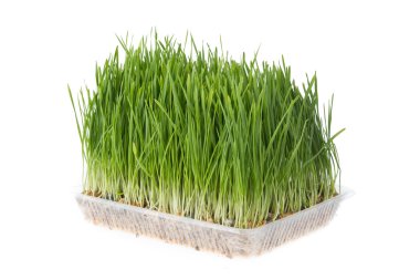 Beyaz arka plan üzerinde izole buğday çimen