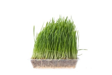 Beyaz arka plan üzerinde izole buğday çimen