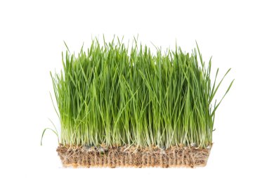 Beyaz arka plan üzerinde izole buğday çimen