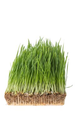 Beyaz arka plan üzerinde izole buğday çimen