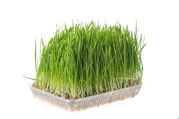 Beyaz arka plan üzerinde izole buğday çimen