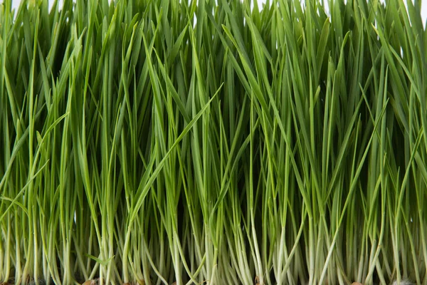 Erba di grano isolato su sfondo bianco — Foto Stock