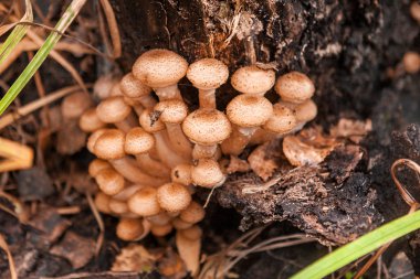 mantar yakın çekim.