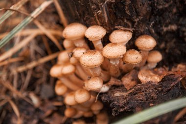 mantar yakın çekim.