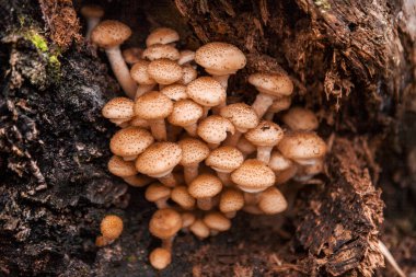 mantar yakın çekim.