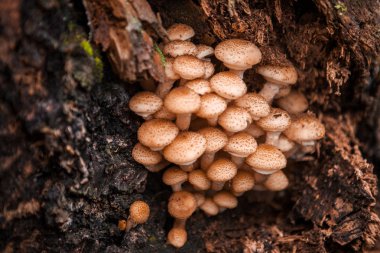 mantar yakın çekim.