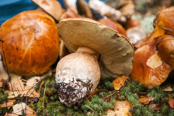 Champignons gros plan . — Photo