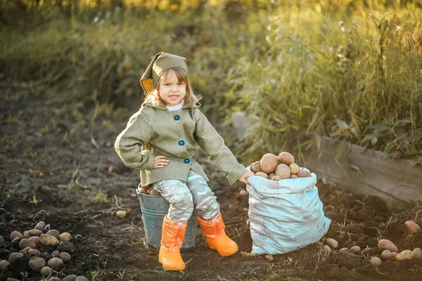 The harvest of potatoes. — Stock Photo, Image