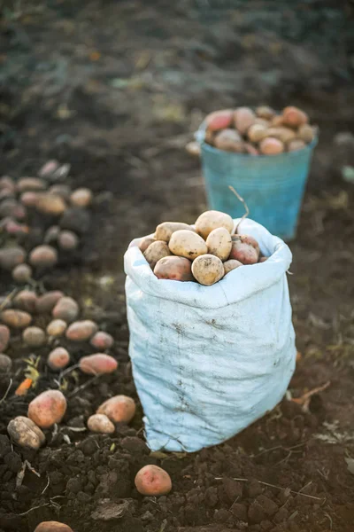Patates hasat.
