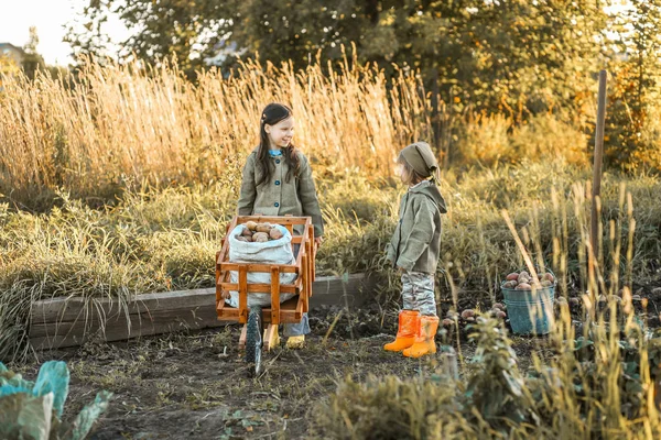 Sklizeň brambor. — Stock fotografie