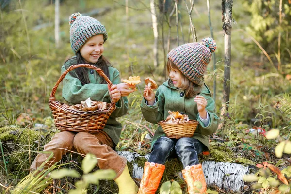 Gathering of mushrooms. — Stock Photo, Image