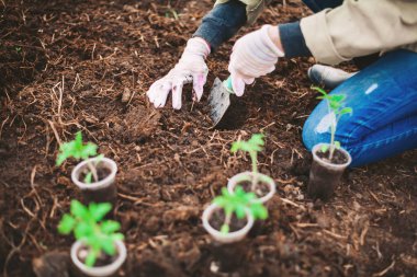 Genç bir kadın bir ağaç mı dikiyor.