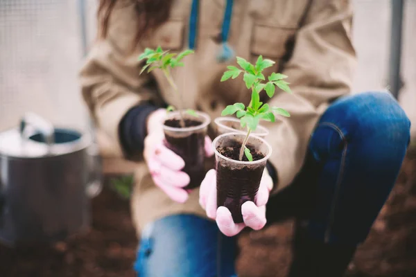 Una Joven Está Plantando Árbol — Foto de Stock